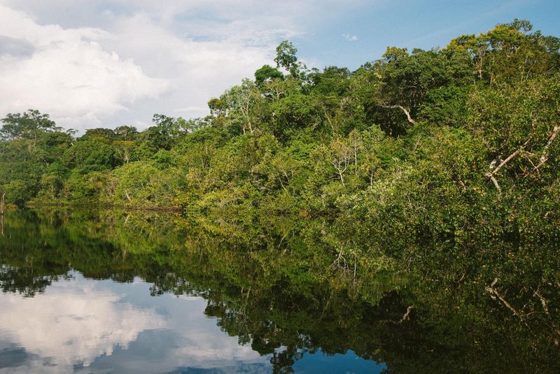 Facts Everyone Should Know About The Amazon and Its Destruction